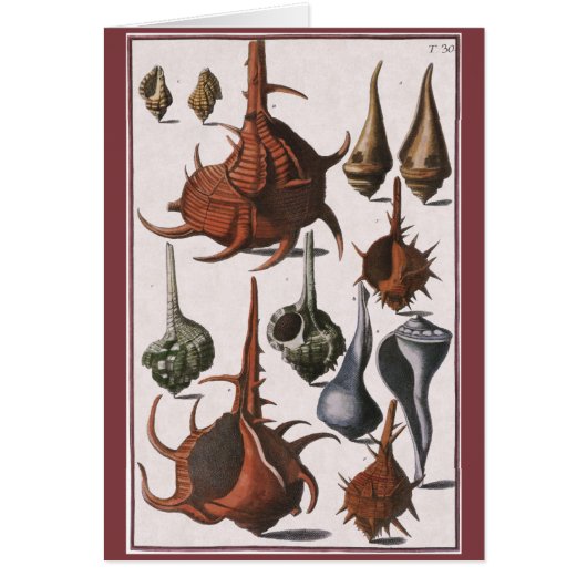 ヴィンテージ貝、海貝殻海洋生物 (正面)