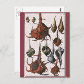 ヴィンテージ貝、海貝殻海洋生物 ポストカード (正面/裏面)