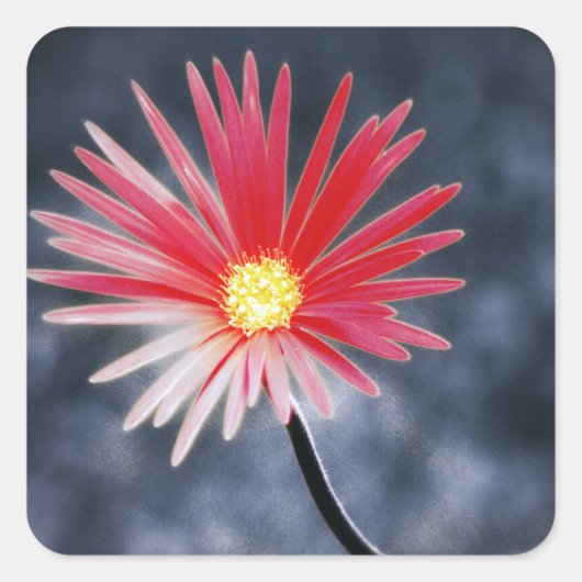 ヴィンテージ赤デイジー花 スクエアシール (正面)