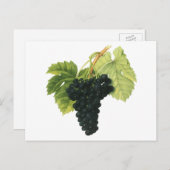 ヴィンテージ赤ワインオーガニックグレープクラスター、フードフルーツ ポストカード (正面/裏面)