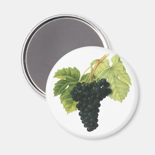 ヴィンテージ赤ワインオーガニックグレープクラスター、フードフルーツ マグネット (正面/裏面)