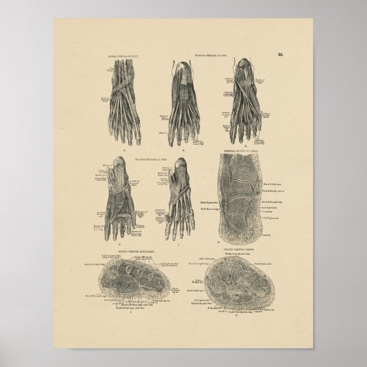 ヴィンテージ足筋肉解剖学1880プリント ポスター (正面)