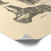 ヴィンテージ足首関節解剖学1880プリント ポスター (角)