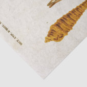 ヴィンテージ軟体動物の貝殻の分離 薄葉紙 (詳細)