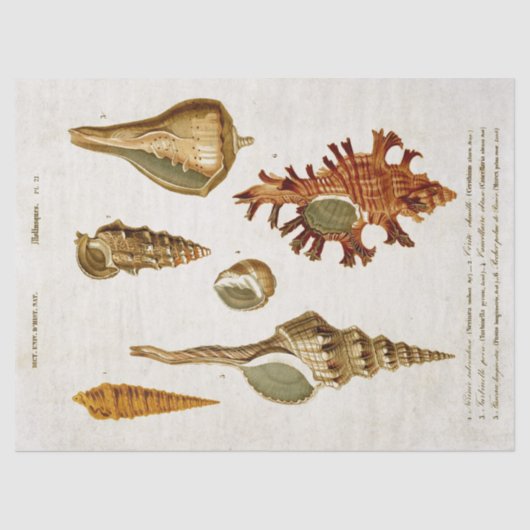 ヴィンテージ軟体動物の貝殻の分離 薄葉紙 (正面)