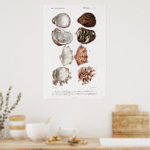 ヴィンテージ軟体動物イラストレーション ポスター (キッチン)