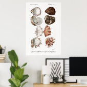 ヴィンテージ軟体動物イラストレーション ポスター (ホームオフィス)