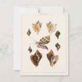 ヴィンテージ軟体動物カタツムリ、海洋生物 (正面)