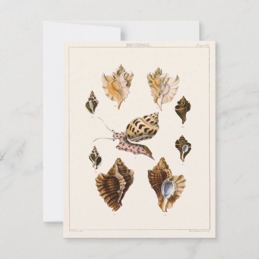 ヴィンテージ軟体動物カタツムリ、海洋生物 (正面)