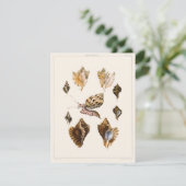 ヴィンテージ軟体動物カタツムリ、海洋生物 (スタンド正面)