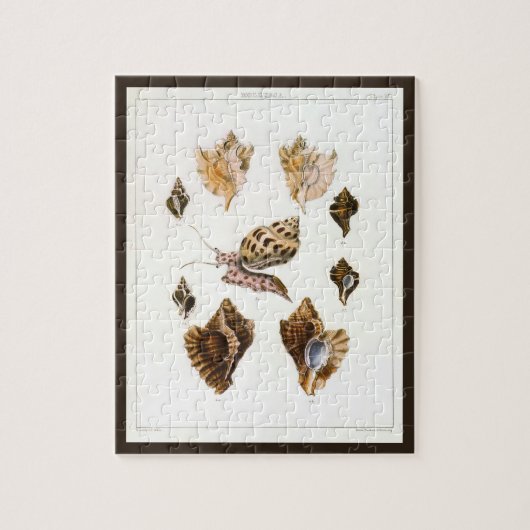 ヴィンテージ軟体動物カタツムリ、海洋生物 ジグソーパズル (縦)