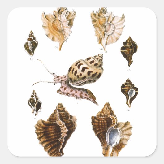 ヴィンテージ軟体動物カタツムリ、海洋生物 スクエアシール (正面)
