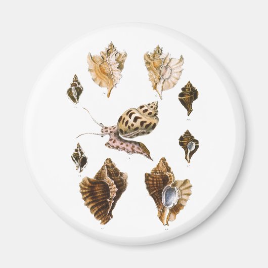 ヴィンテージ軟体動物カタツムリ、海洋生物 マグネット (正面)