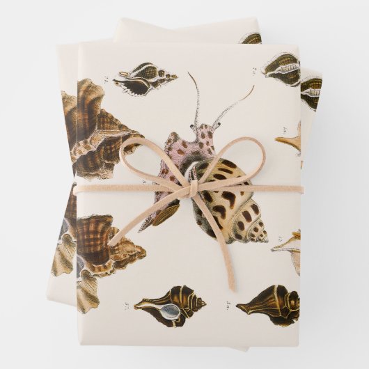 ヴィンテージ軟体動物カタツムリ、海洋生物 ラッピングペーパーシート (インサイチュ)