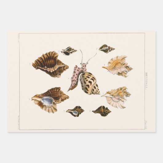 ヴィンテージ軟体動物カタツムリ、海洋生物 ラッピングペーパーシート (正面)