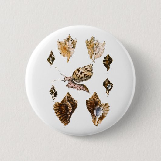ヴィンテージ軟体動物カタツムリ、海洋生物 缶バッジ (正面)