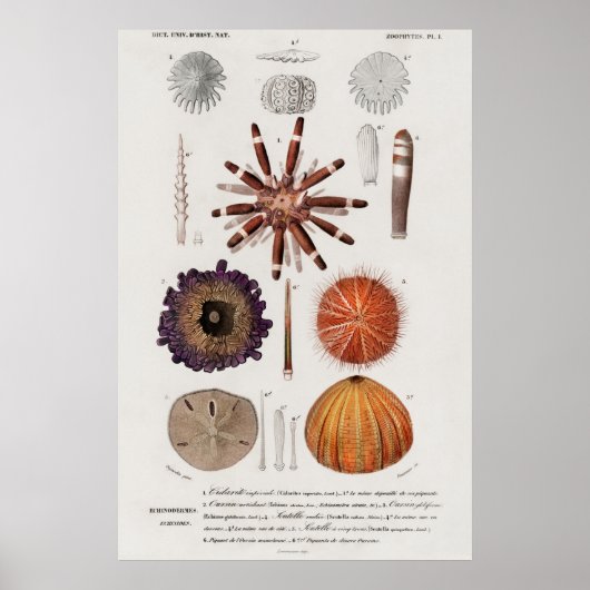 ヴィンテージ軟体座イラストレーション ポスター (正面)