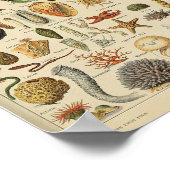 ヴィンテージ軟体性貝類海動物ポスター ポスター (角)