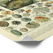 ヴィンテージ軟体貝タコ海 ポスター (角)