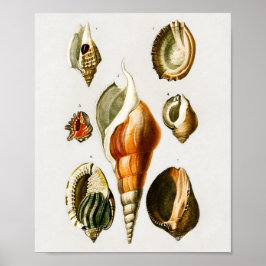 ヴィンテージ違うの貝殻 ポスター