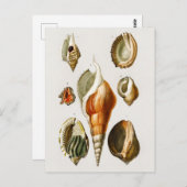 ヴィンテージ違うの貝殻 ポストカード (正面/裏面)