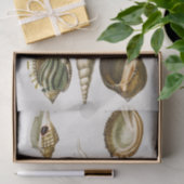 ヴィンテージ違うの貝殻 薄葉紙 (ギフト)