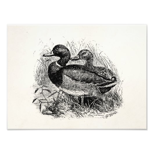 ヴィンテージ野生マラードダックスパーソナライズされたテンプレート フォトプリント            (正面)