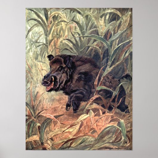 ヴィンテージ野生動物インディアンイノシシ ポスター (正面)