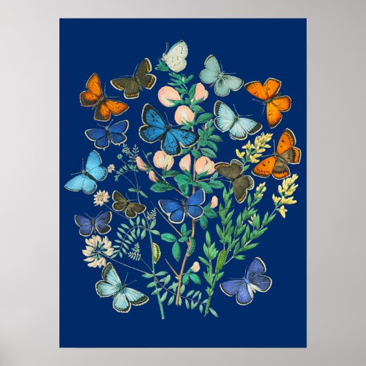 ヴィンテージ野生生物イラストレーション – バタフライガーデン ポスター (正面)
