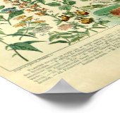 ヴィンテージ野草草花ポスター ポスター (角)