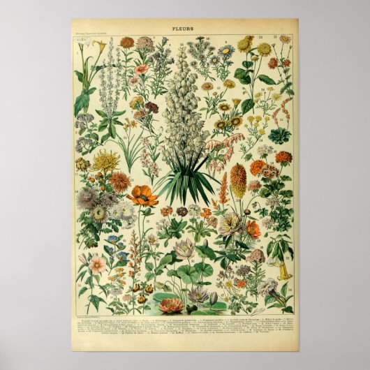 ヴィンテージ野草草花ポスター ポスター (正面)