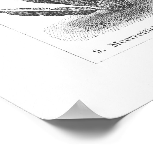 ヴィンテージ野菜プリント植物性ドイツのポスター ポスター (角)