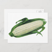 ヴィンテージ野菜ホワイトコーンオンザコブ ポストカード (正面/裏面)
