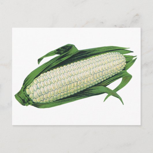 ヴィンテージ野菜ホワイトコーンオンザコブ ポストカード (正面)