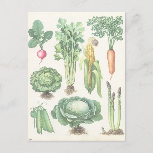ヴィンテージ野菜葉書 ポストカード (正面)