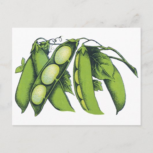 ヴィンテージ野菜；リマ豆オーガニック、農作物 ポストカード (正面)