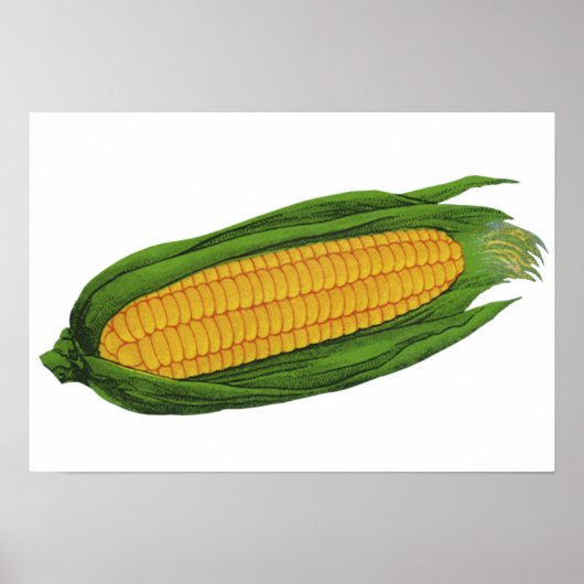 ヴィンテージ野菜；黄色トウモロコシのコブ ポスター (正面)