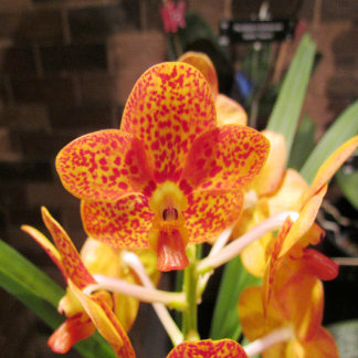 ヴィンテージ金ゴールドテクスチャ結婚式招待状 招待状