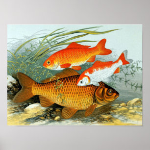 ヴィンテージ金魚コイ金魚 ポスター