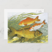 ヴィンテージ金魚コイ魚、海洋水中競技海生活 ポストカード (正面/裏面)