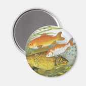 ヴィンテージ金魚コイ魚、海洋水中競技海生活 マグネット (正面/裏面)