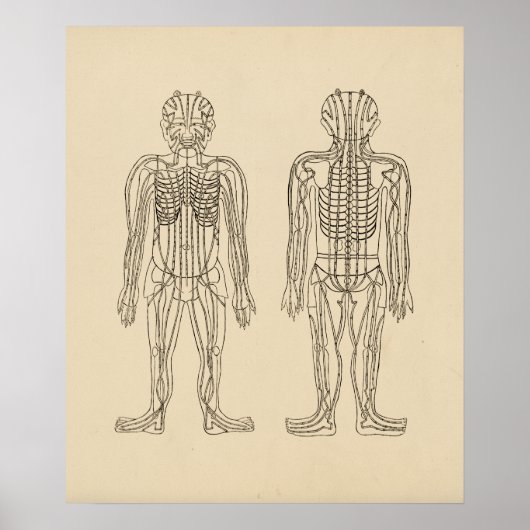 ヴィンテージ鍼子午線経路ポイント ポスター (正面)