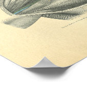 ヴィンテージ鎖骨と肩のフロース解剖学 ポスター (角)