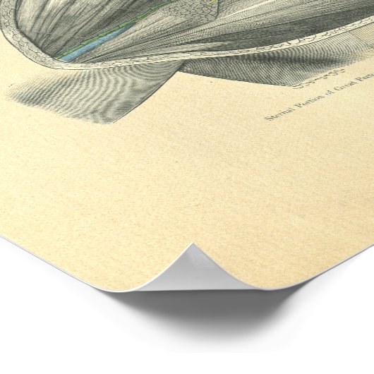 ヴィンテージ鎖骨と肩のフロース解剖学 ポスター (角)