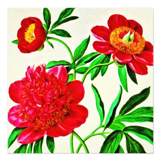 ヴィンテージ開花牡丹フローラ水色 フォトプリント            (正面)