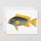 ヴィンテージ青と黄色のハタの魚、海洋生物 (正面)