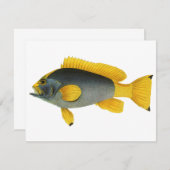 ヴィンテージ青と黄色のハタの魚、海洋生物 (正面/裏面)