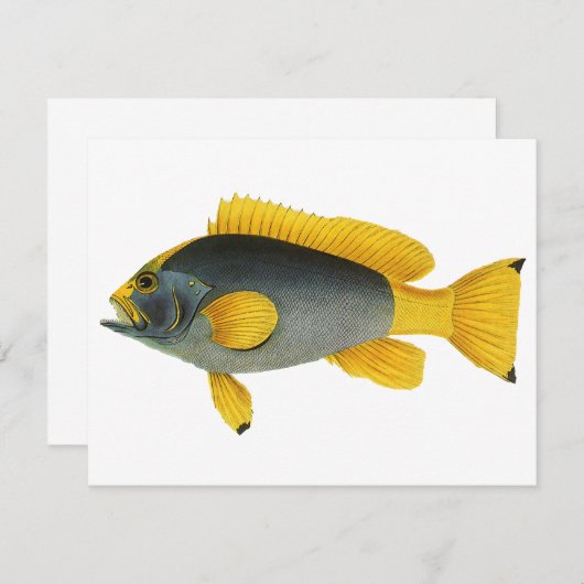 ヴィンテージ青と黄色のハタの魚、海洋生物 (正面/裏面)