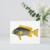ヴィンテージ青と黄色のハタの魚、海洋生物 ポストカード (スタンド正面)