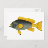 ヴィンテージ青と黄色のハタの魚、海洋生物 ポストカード (正面/裏面)